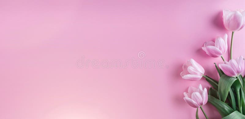 Розовые цветки тюльпанов на розовой предпосылке Карта на день матерей, 8-ое марта, счастливая пасха Ждать весна карточка 2007 при